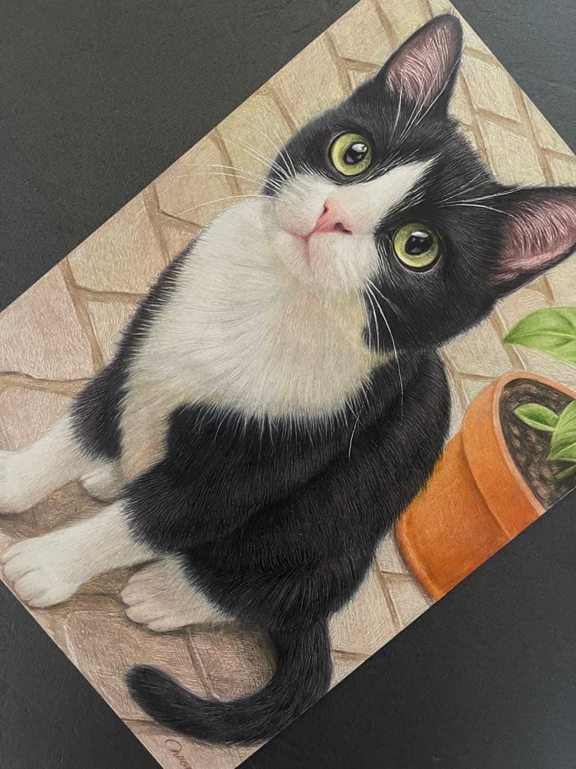 色鉛筆画 A4 ハチワレ猫127