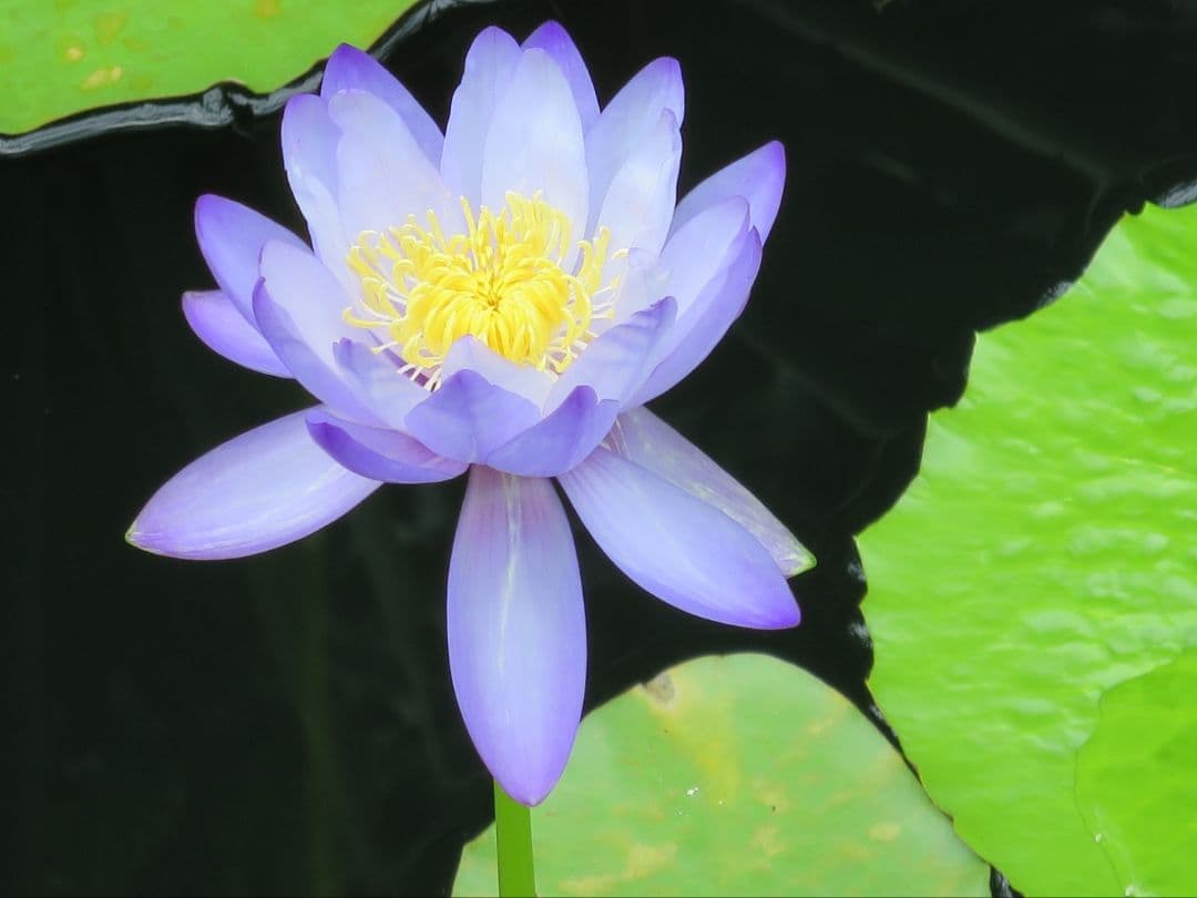 Leica ライカ D-LUX6