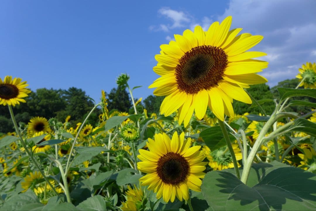 Leica ライカ D-LUX6