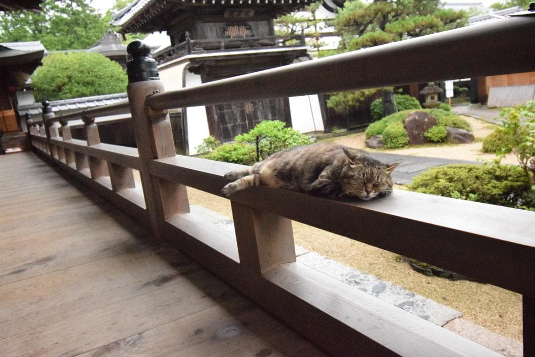 フ*ク様 Nikon 広角ズームレンズ AF-P DX 10-20mm　箱無