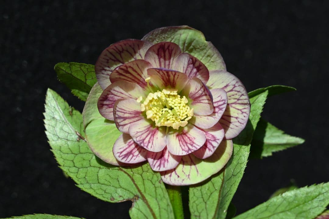 クリスマスローズ　認定Wild　Collection　エリアス交配　加藤農園