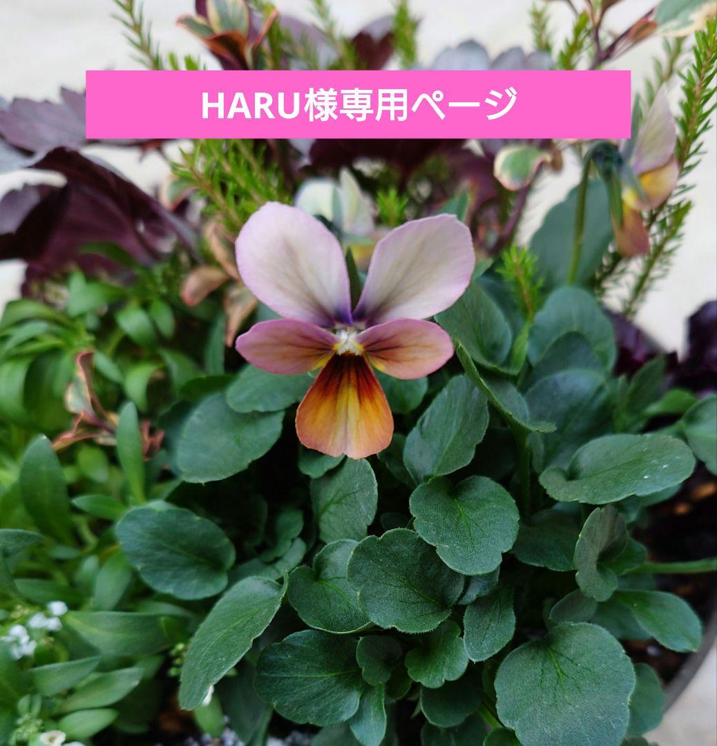 寄せ植え花　すみれ図鑑　HARUページ