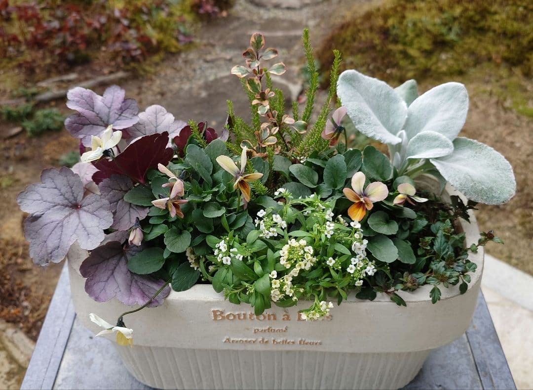 寄せ植え花　すみれ図鑑　HARUページ