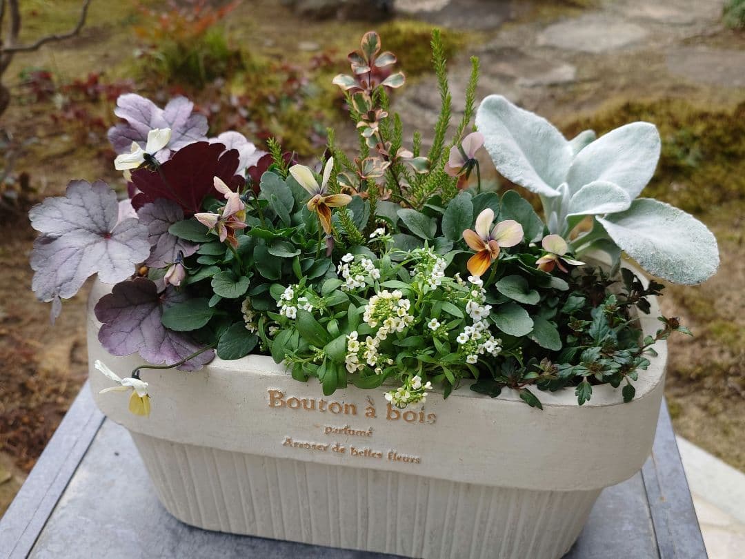 寄せ植え花　すみれ図鑑　HARUページ