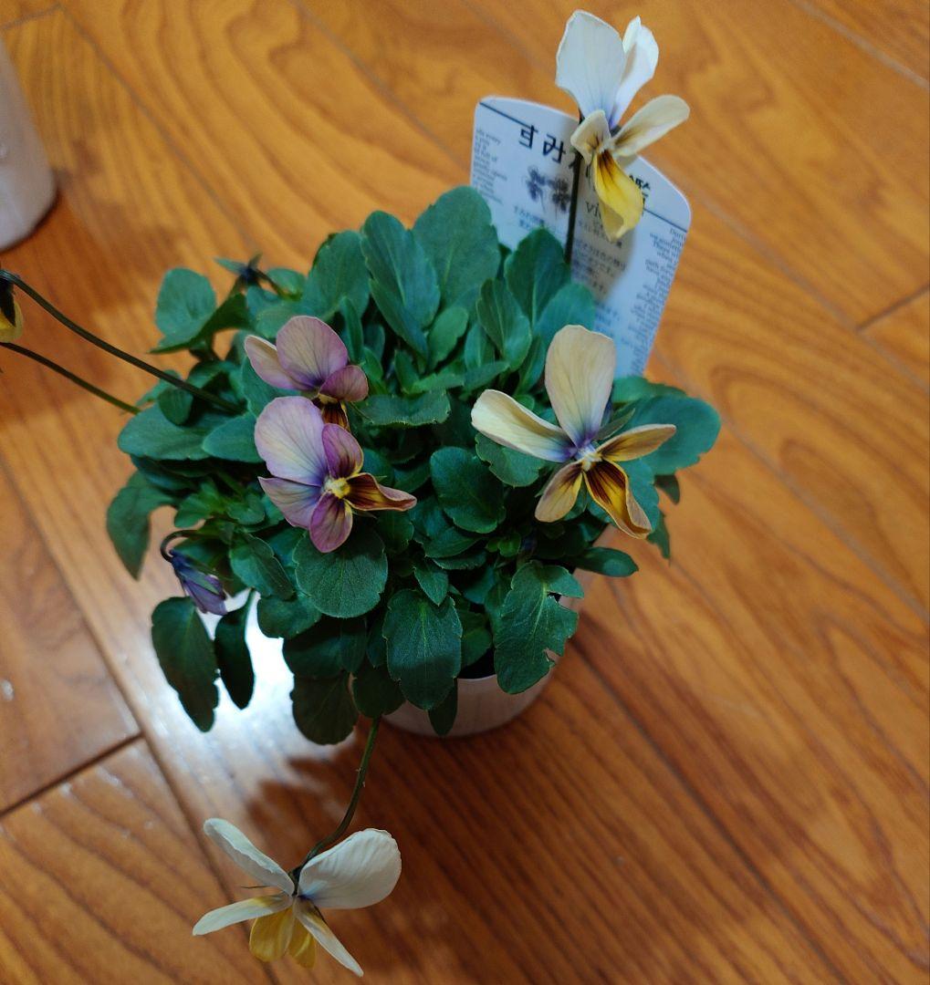 寄せ植え花　すみれ図鑑　HARUページ