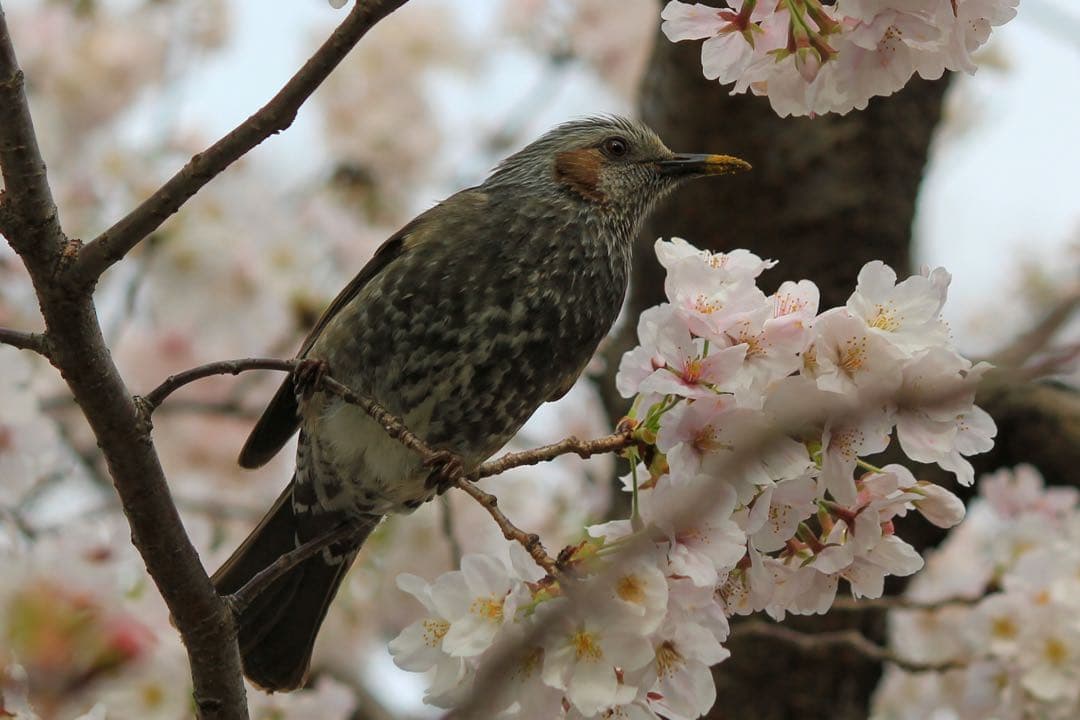 レンズ(ズーム) Canon EF-S55-250mm F4-5.6 IS