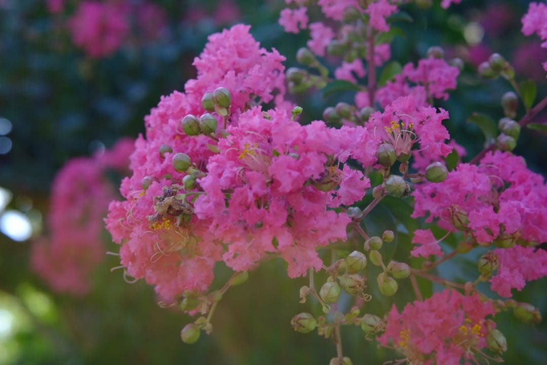 VILTROX AF 56mm F1.7 XF レンズ