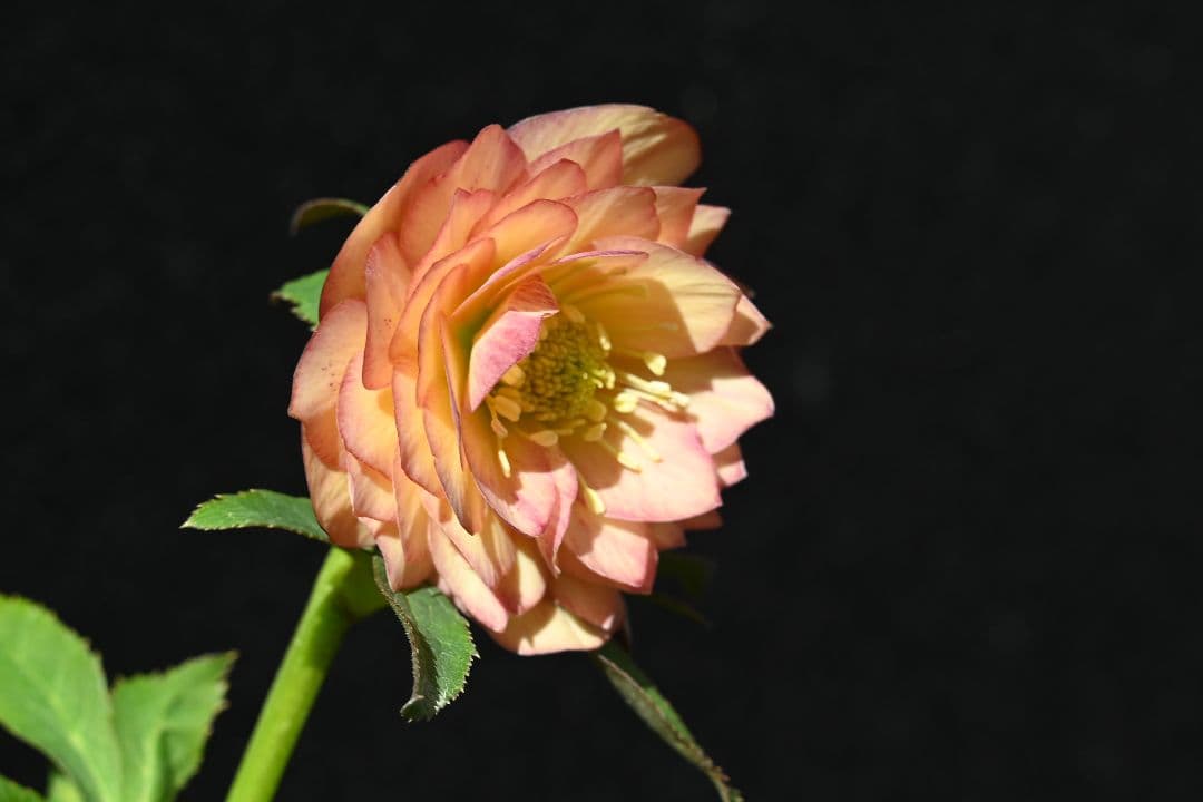 クリスマスローズ　多弁系アプリコット　加藤農園