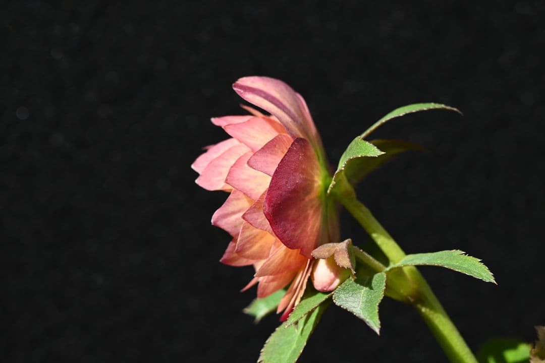 クリスマスローズ　多弁系アプリコット　加藤農園