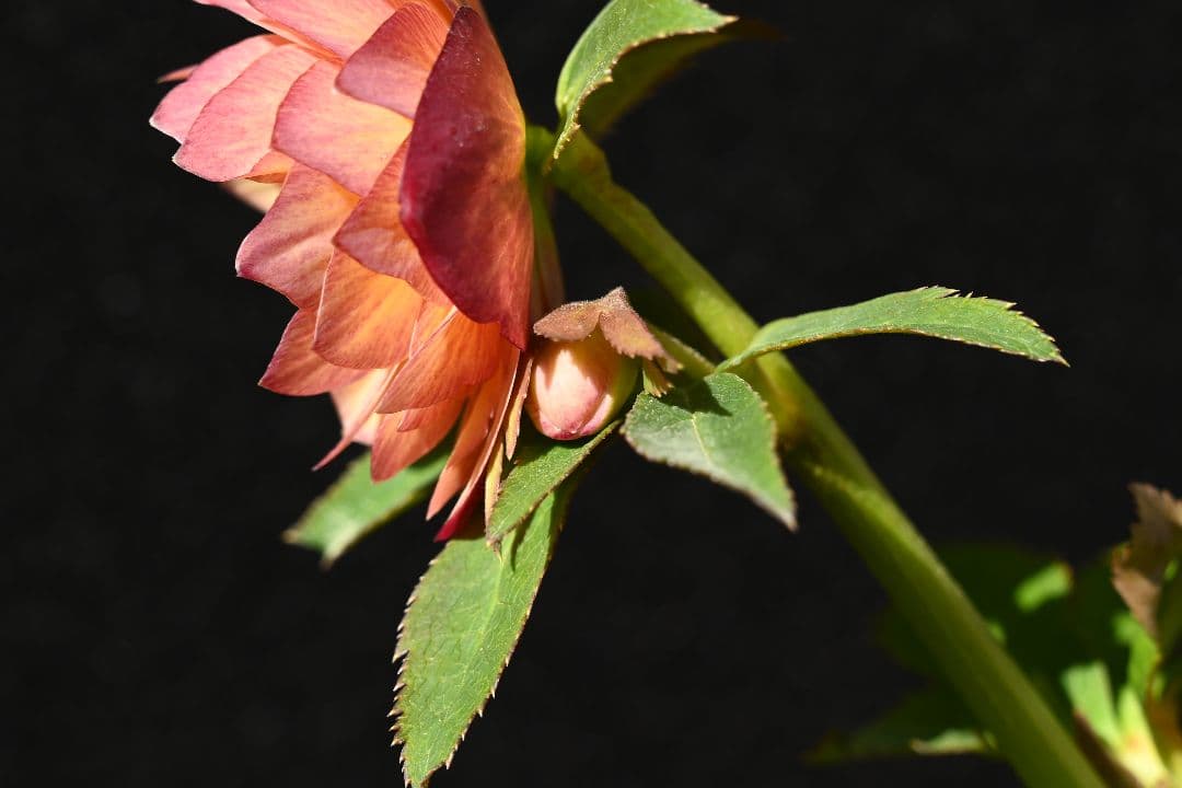 クリスマスローズ　多弁系アプリコット　加藤農園