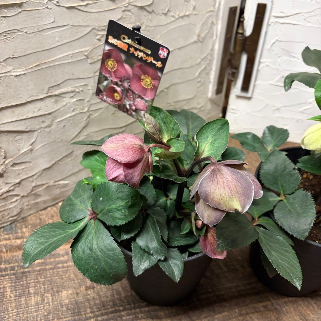 y*a様 【特選】　クリスマスローズ　氷の薔薇　5寸4種4鉢 変更可能