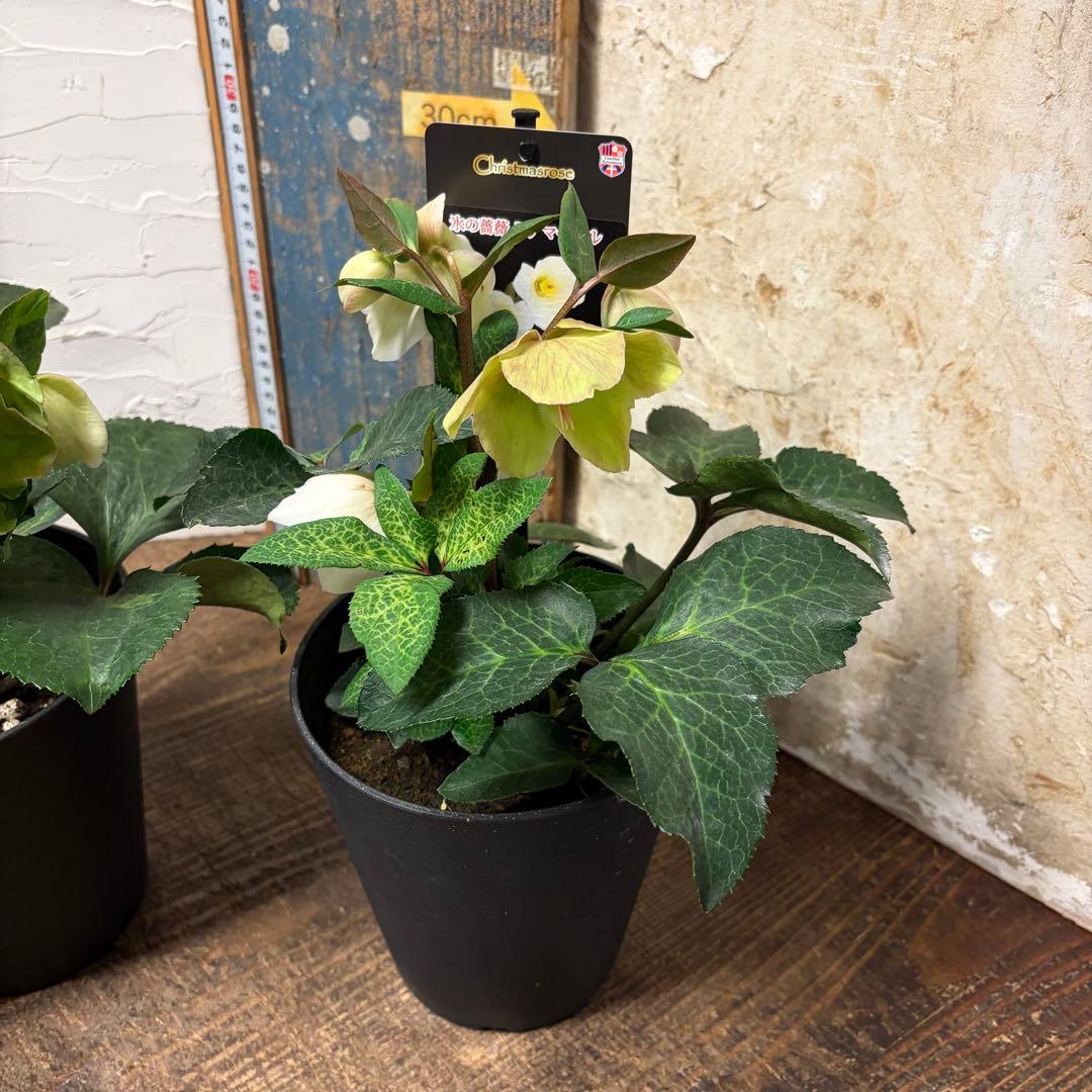 y*a様 【特選】　クリスマスローズ　氷の薔薇　5寸4種4鉢 変更可能