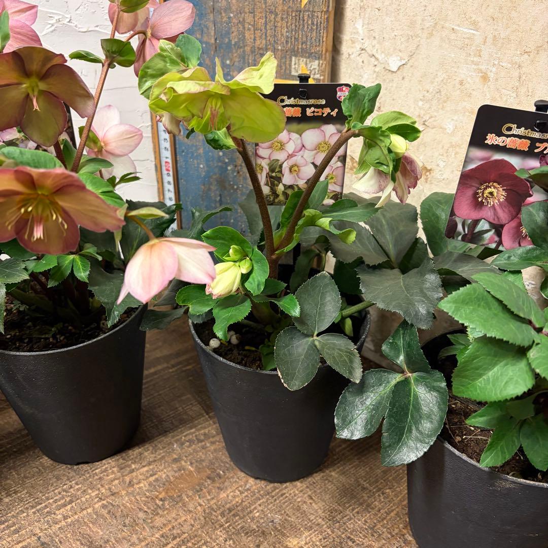 y*a様 【特選】　クリスマスローズ　氷の薔薇　5寸4種4鉢 変更可能