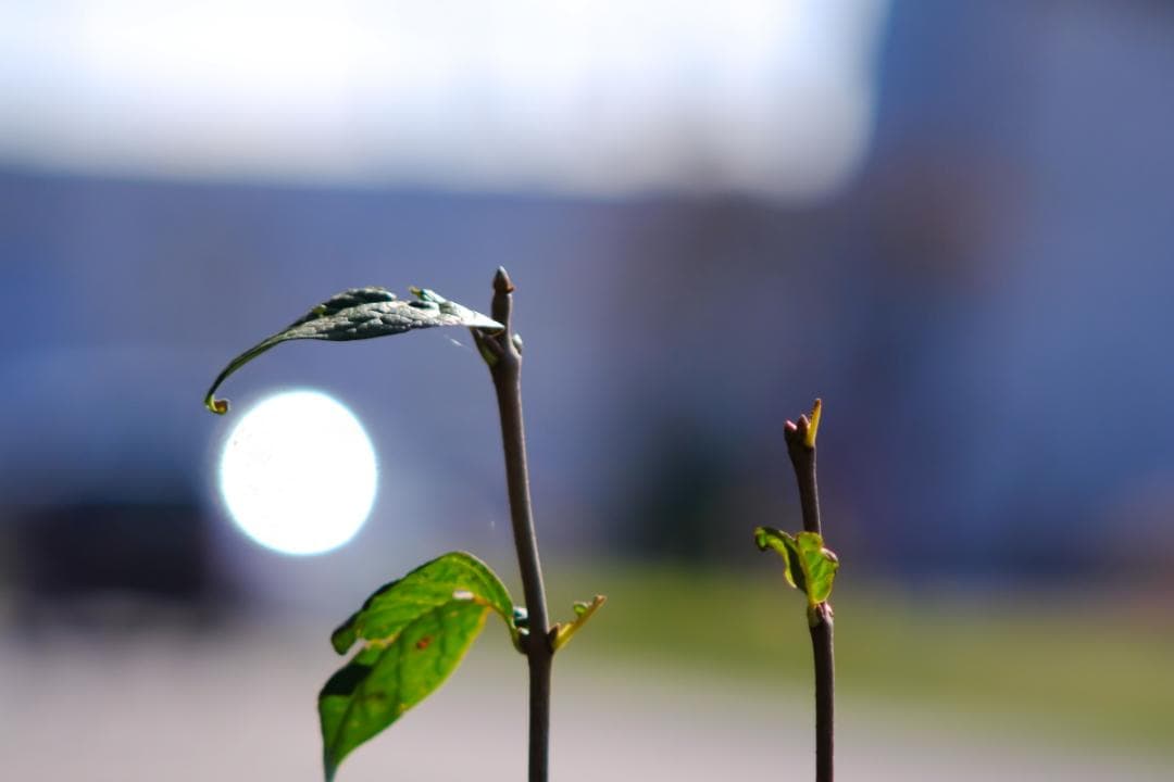 PENTAX Tele-Takumar 200mm F5.6 円形ボケの10枚羽