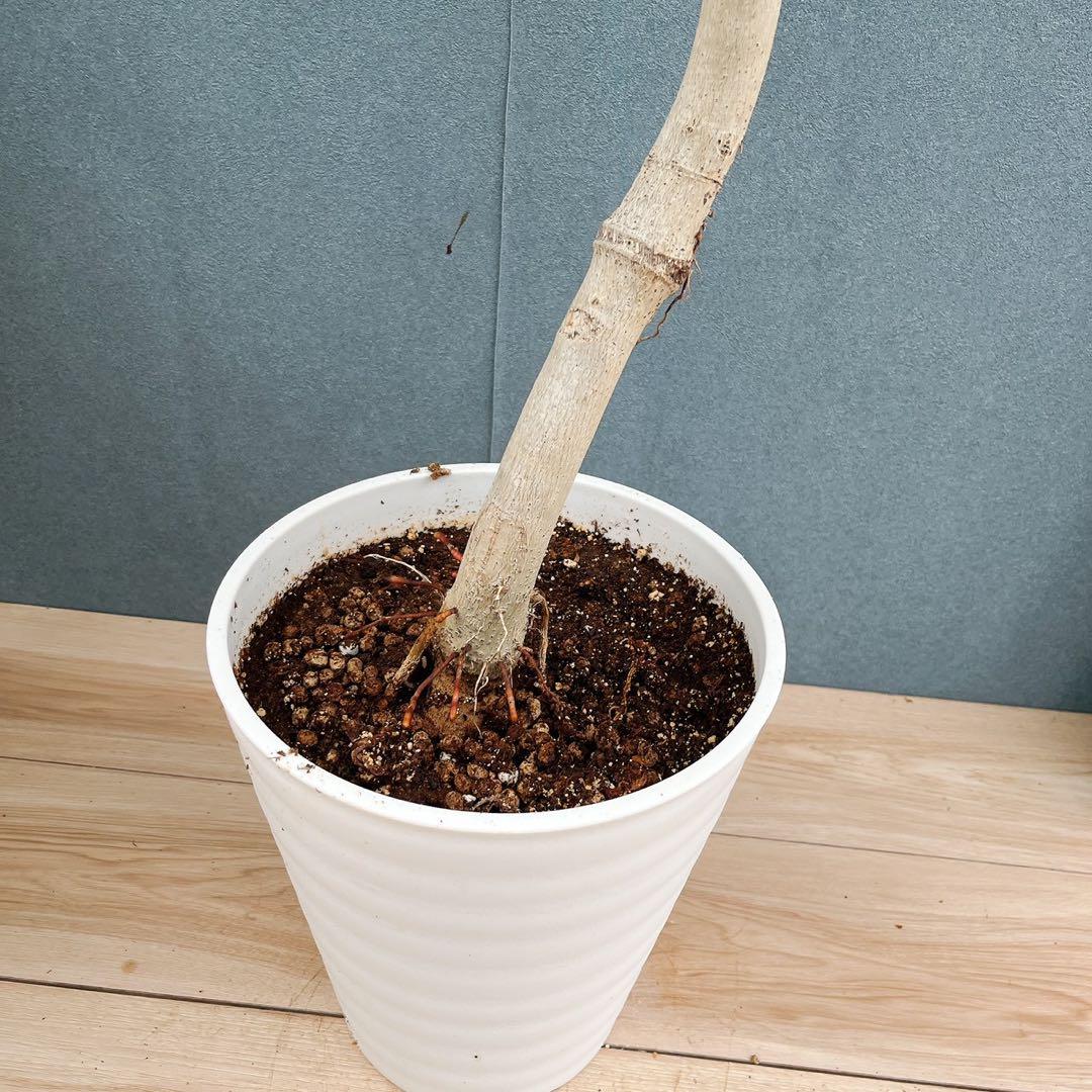 ［現品］※売約済※ 店舗　33番　フィカス　ウンベラータ　8号　観葉植物　室内