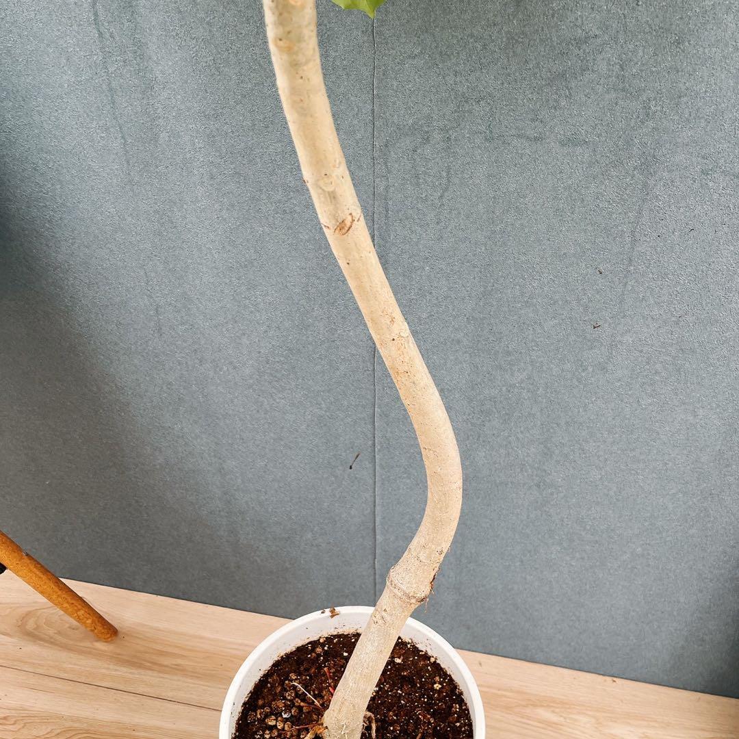 ［現品］※売約済※ 店舗　33番　フィカス　ウンベラータ　8号　観葉植物　室内