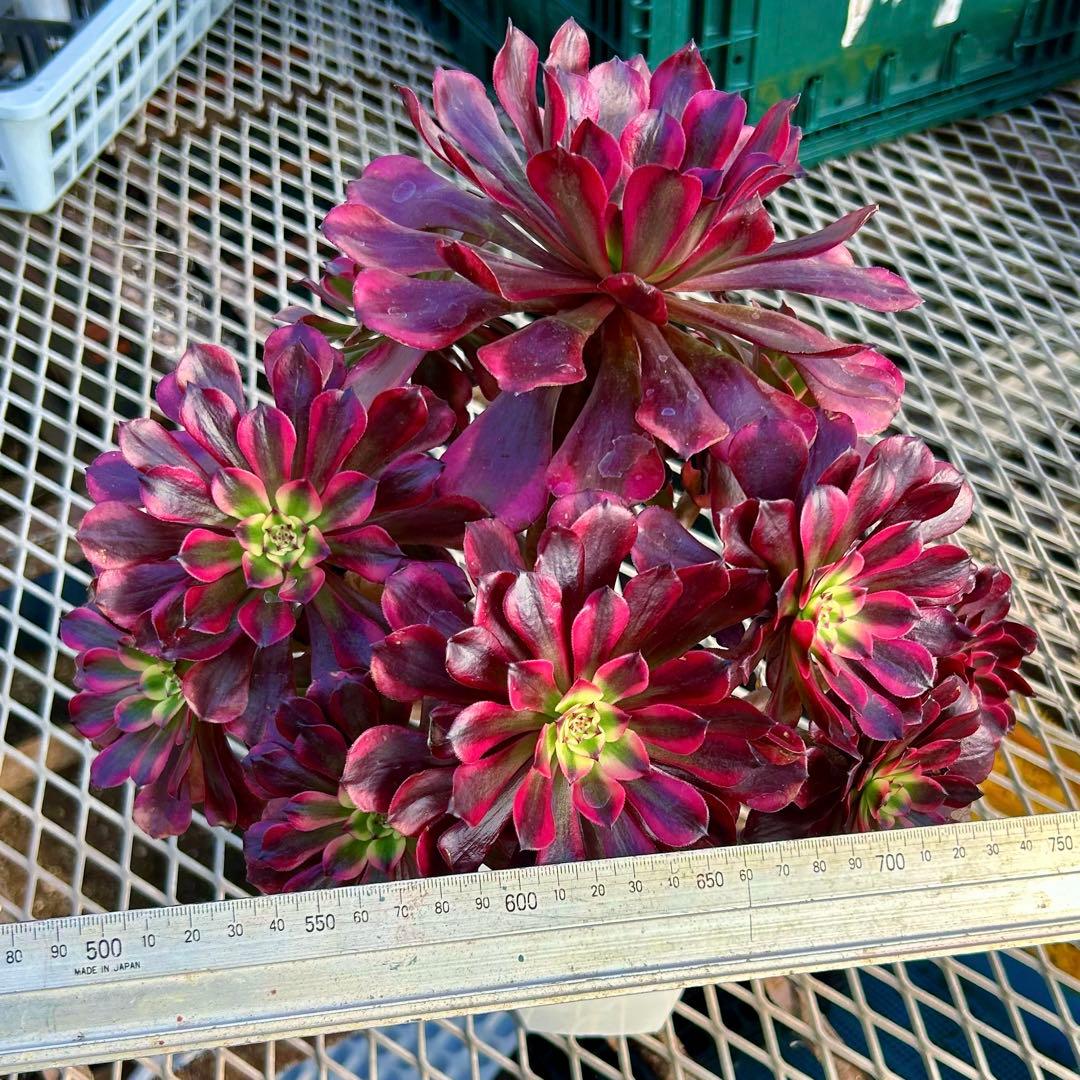 専用出品‼️アエオニウム　雪姫&魅金ローズ　抜き苗　メルカリ便