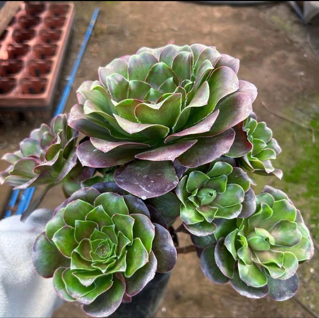 専用出品‼️アエオニウム　雪姫&魅金ローズ　抜き苗　メルカリ便