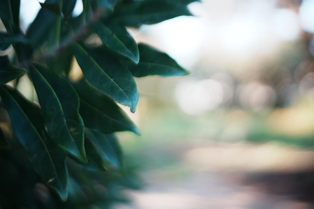 【訳あり】Canon New FD 35mm F2 キャノン 292