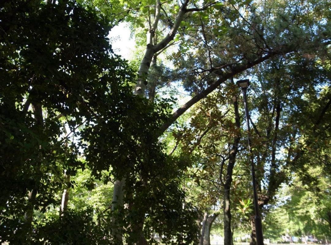 ✨ショット数3468回✨スマホ転送キット✨GR DIGITAL III 　587