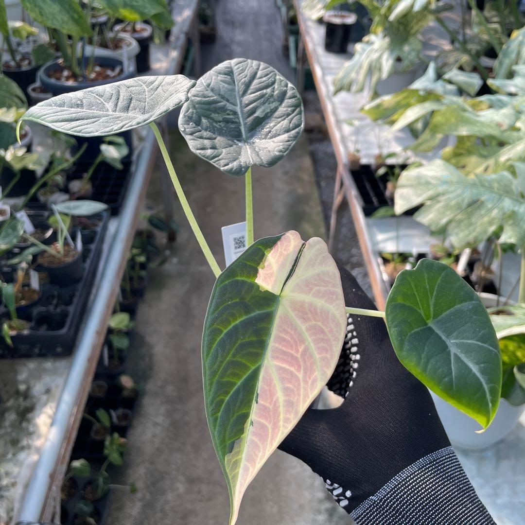 k*T様 A1アロカシア　マハラニ　アルボ 送料込み