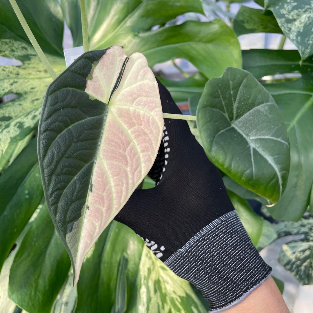 k*T様 A1アロカシア　マハラニ　アルボ 送料込み