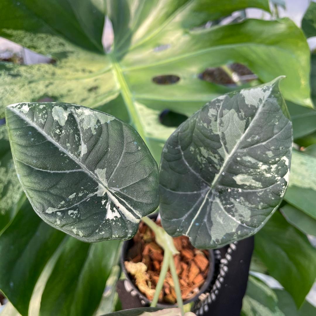 k*T様 A1アロカシア　マハラニ　アルボ 送料込み