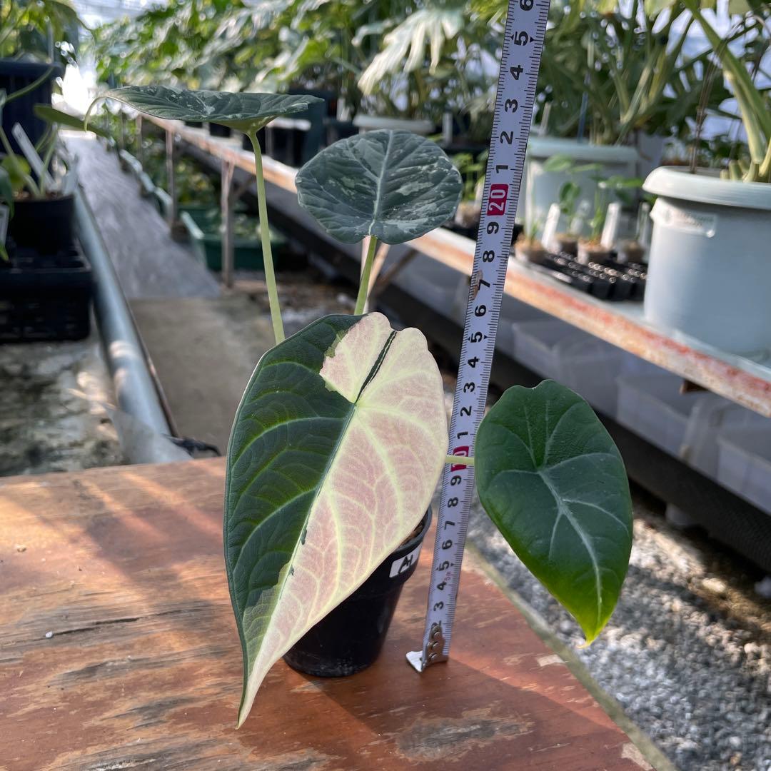 k*T様 A1アロカシア　マハラニ　アルボ 送料込み