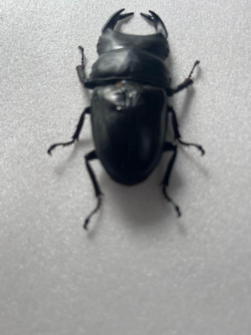 オオクワガタ89.5mm 能勢産　YG血統 昆虫標本用として