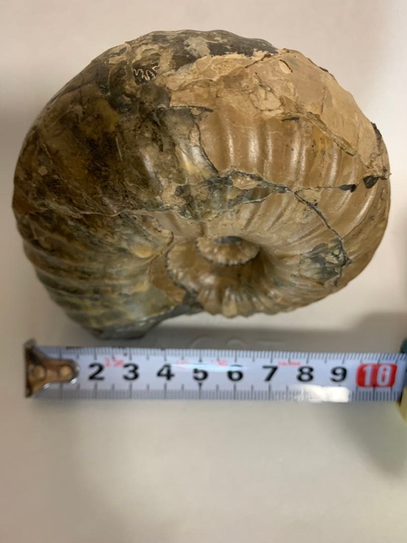 北海道産　ユーパキディスカス　アンモナイト　化石