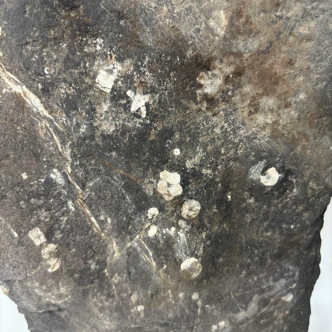 梅花石　高さ33センチ　鑑賞石　門司