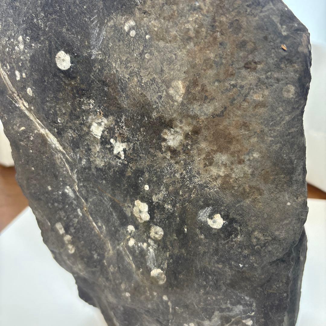 梅花石　高さ33センチ　鑑賞石　門司