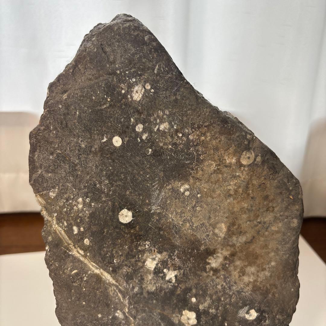 梅花石　高さ33センチ　鑑賞石　門司