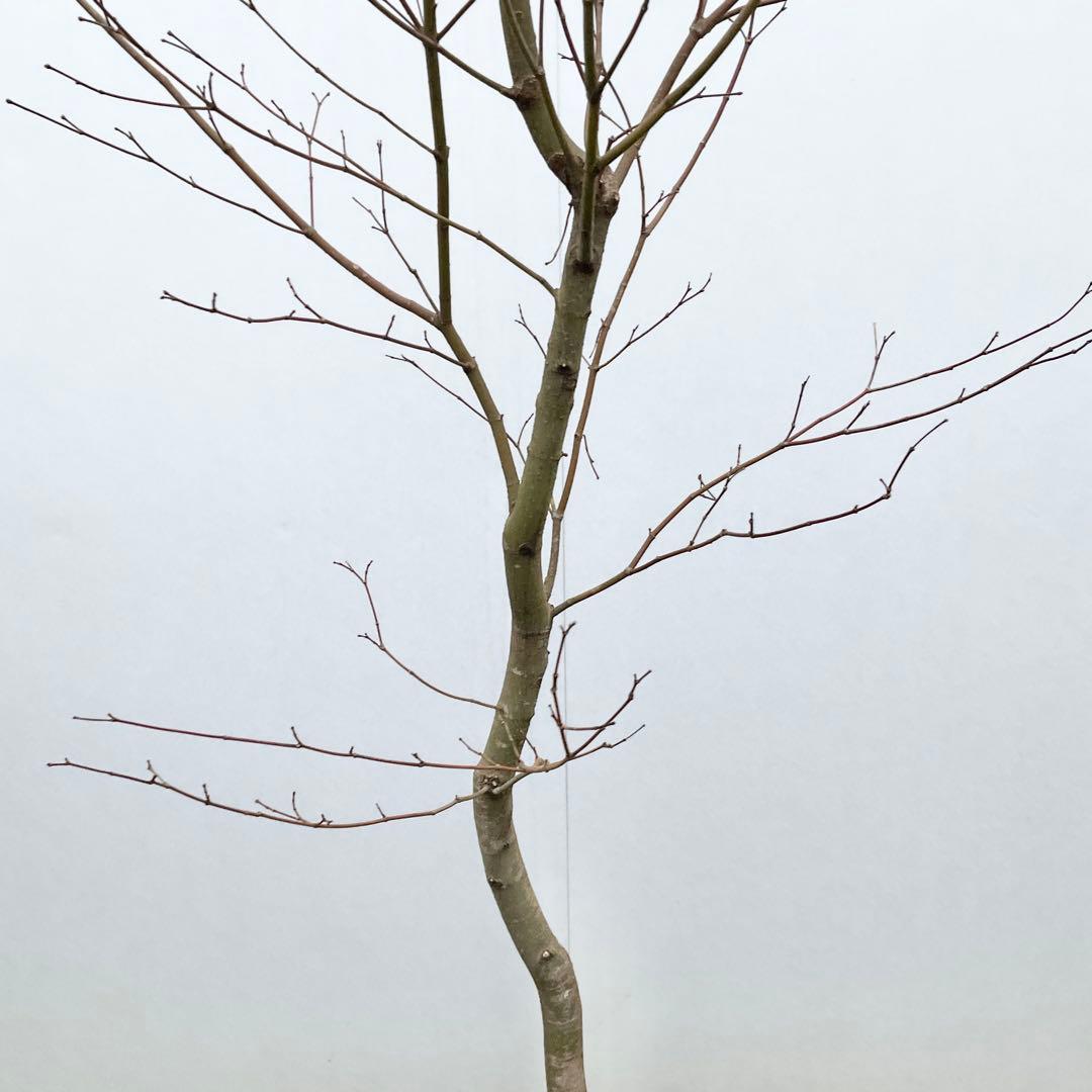 雨さん専用　コハウチワカエデ　単木/ 60