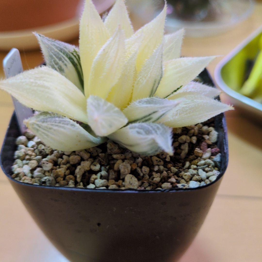 ハルオチア　新白蛇伝