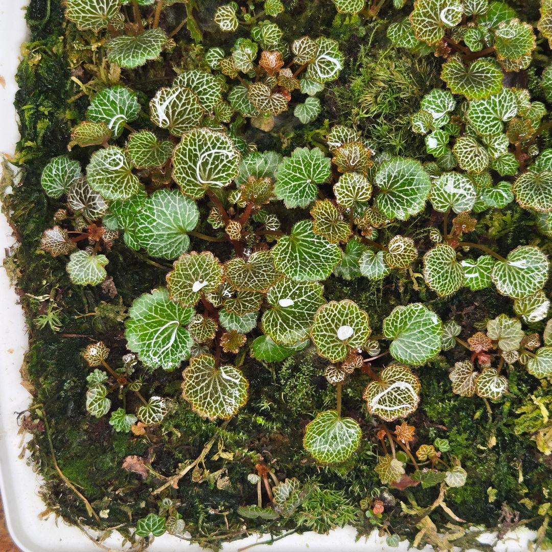 参考出品用・超豪華種親特盛✨️八房姫ユキノシタ✨️