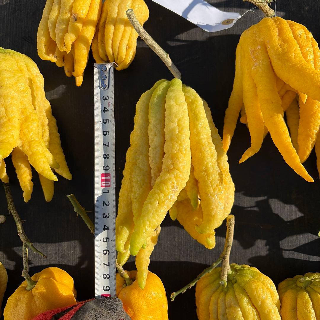 仏手柑　セット