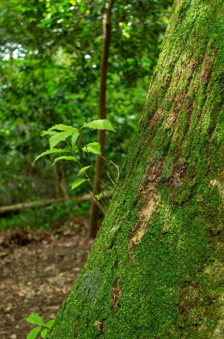 【ahiru_chan専用】ペンタックス　PENTAX K-30 黒