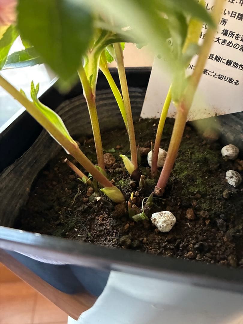 ♡野田園芸♡ フルミストゴールド