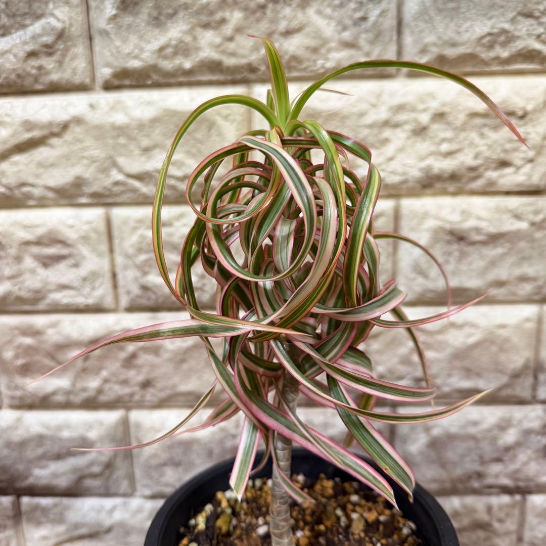 希少　ドラセナ　キュンティ　カール強　4号鉢