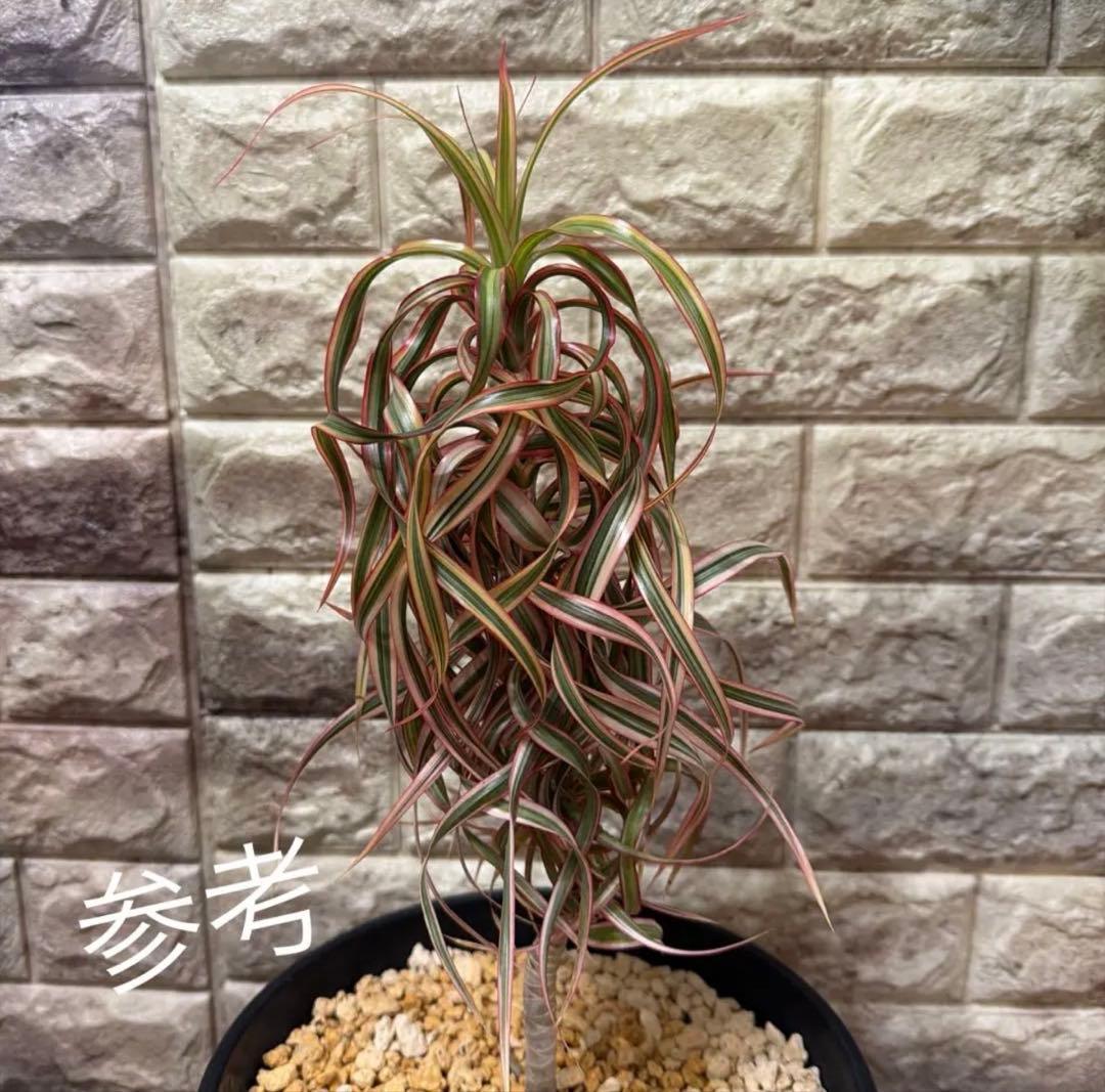 希少　ドラセナ　キュンティ　カール強　4号鉢