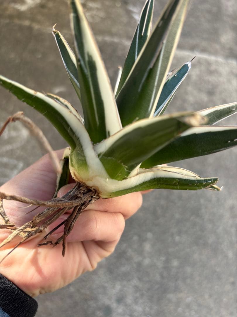 アガベ　氷山　大株