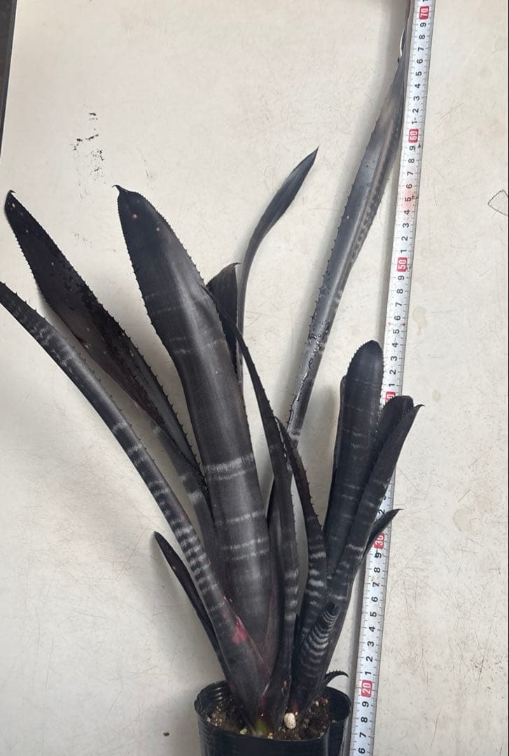 ビルベルギア　ダースベイダー