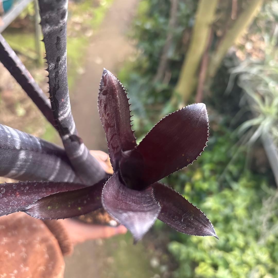 ビルベルギア　ダースベイダー