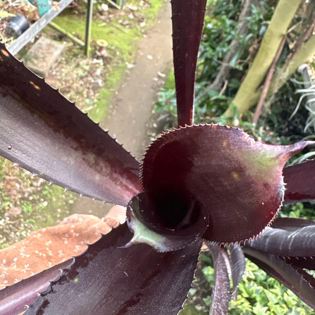 ビルベルギア　ダースベイダー