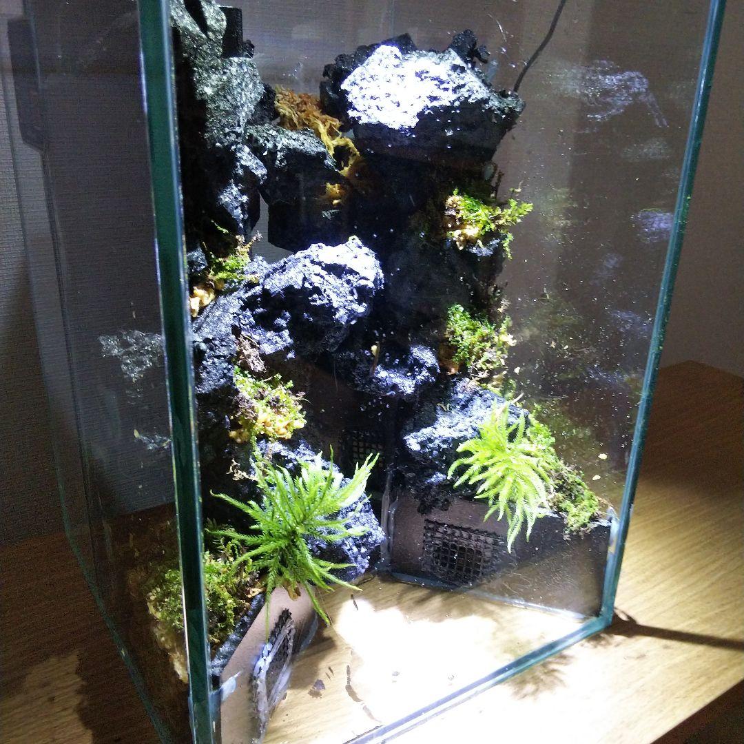 【完成品】滝の流れるアクアテラリウム　イモリウム　苔　　アクアテラリウム完成品