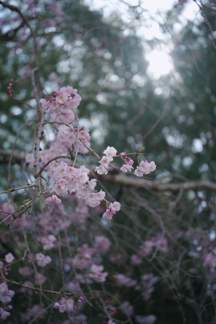 w*6様 Leitz Elmar 35mm f/3.5 赤エルマー