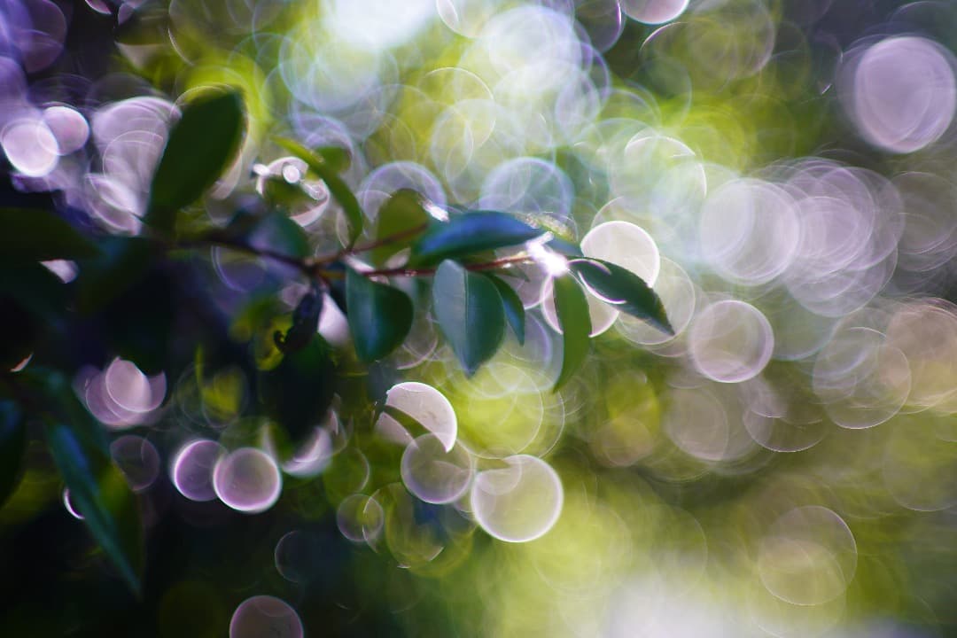 【バブルボケ】ミノルタ Auto-Rokkor-PF 58mm F1.4 125