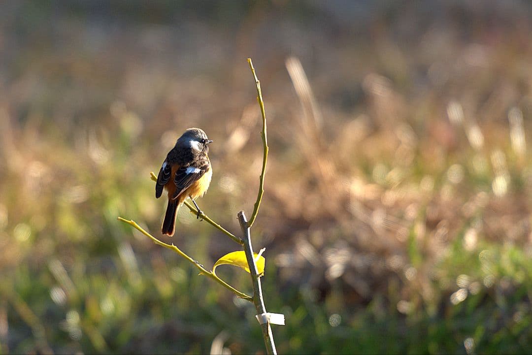 新品級 極上品 SIGMA テレコン付 APO 170-500mm F5-6.3