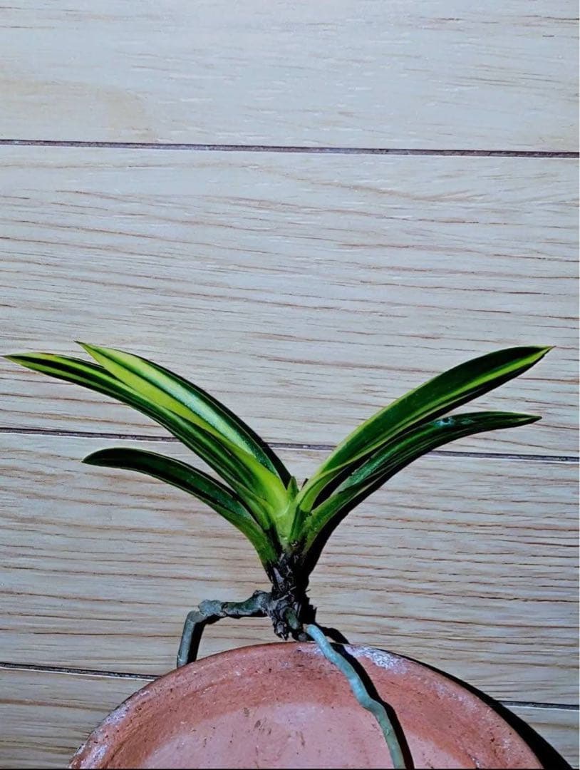 富貴蘭「金牡丹白縞」（牡丹錦）